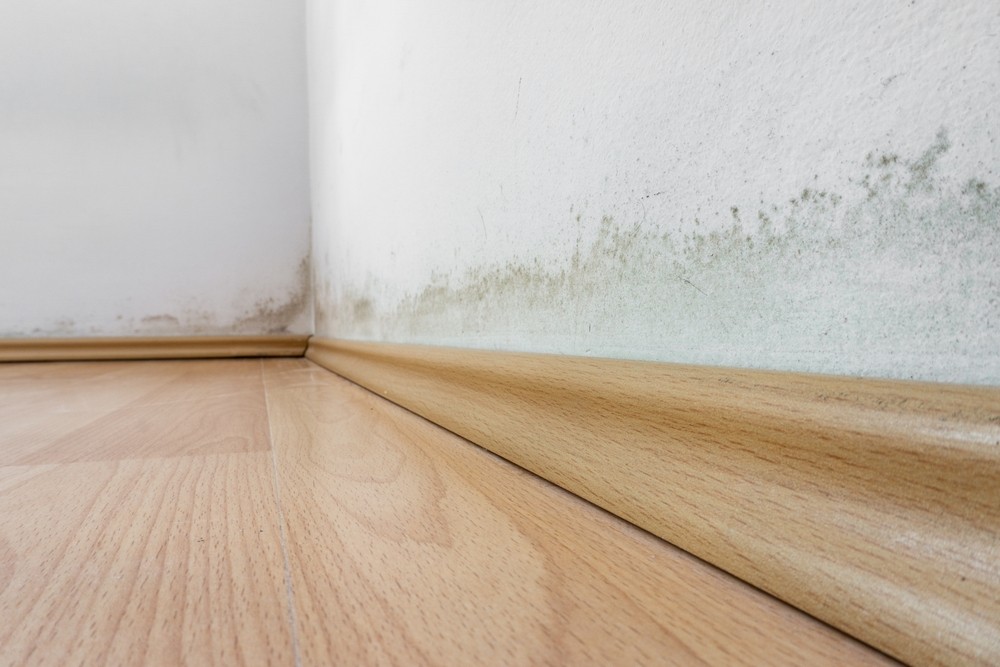 How Mold Grows and Why Remediation Is Essential