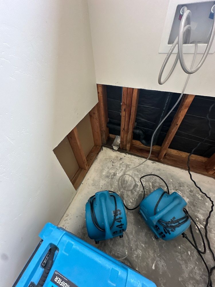 Laundry Room Mold Remediation in Alpine, CA