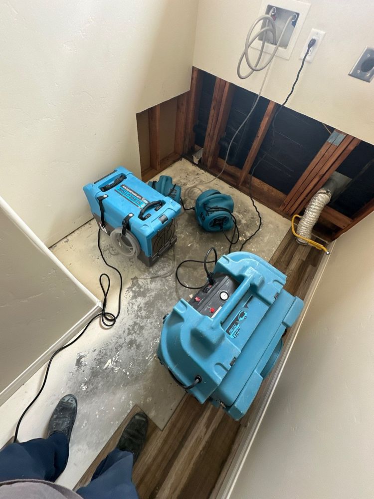 Laundry Room Mold Remediation in Alpine, CA