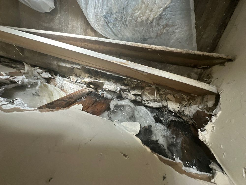 Laundry Room Mold Remediation in Alpine, CA