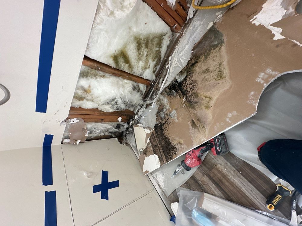 Laundry Room Mold Remediation in Alpine, CA