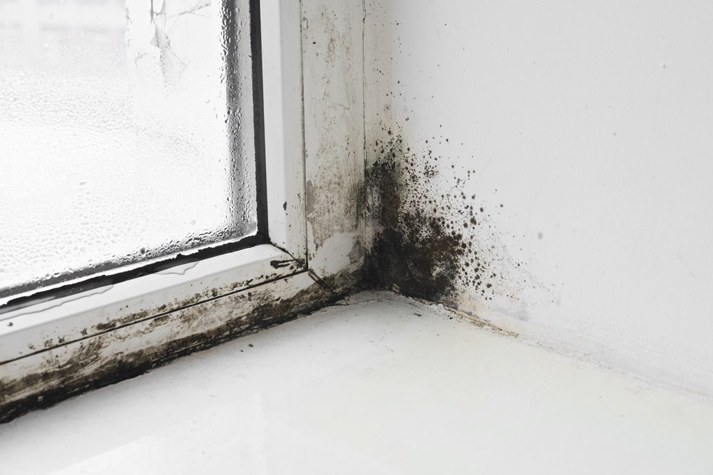 Black Mold vs. Other Mold: Should You Be Worried?