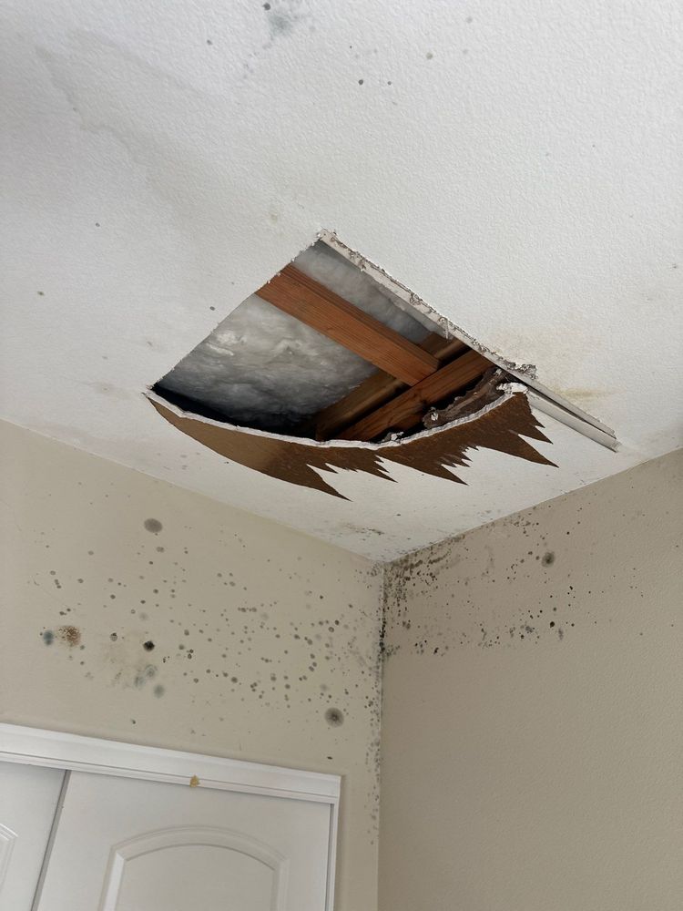 Mold Remediation in Carlsbad, CA