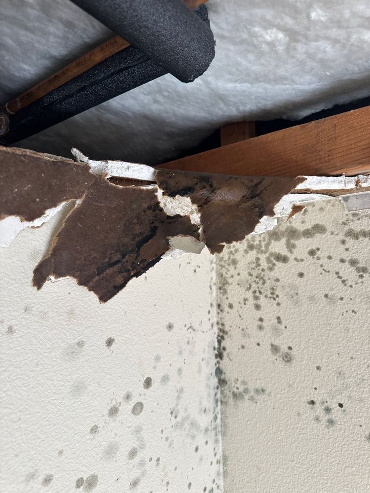 Mold Remediation in Carlsbad, CA