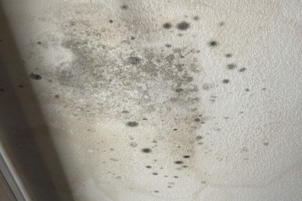 Why Is Professional Mold Remediation Essential?