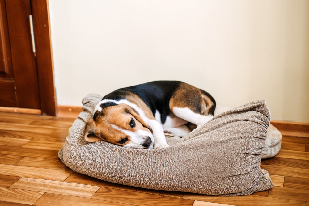 Can Mold Exposure Make Pets Sick Too?