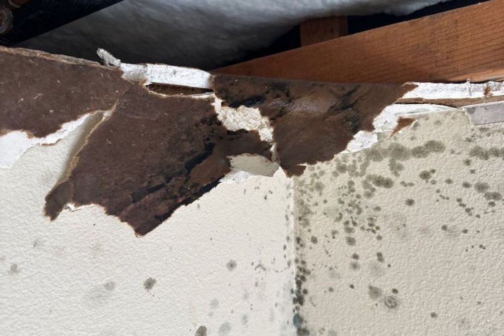 Can Mold in a Home Cause Allergies or Asthma Flare-Ups?