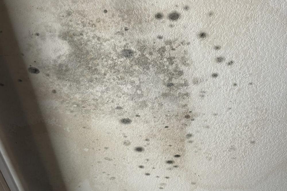 Why Waiting to Remove Mold Can Cost You Thousands Later