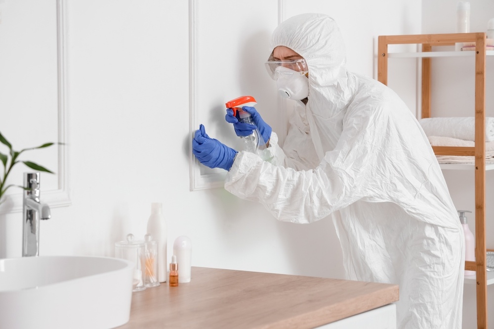 What to Expect From Professional Mold Remediation