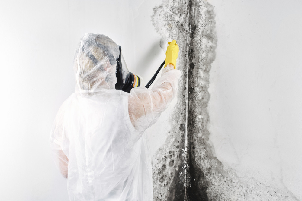 How Black Mold Can Trigger Respiratory and Immune System Issues