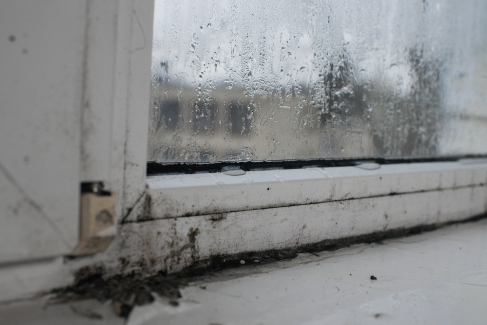 How Long Does It Take for Water Damage to Turn Into Mold?