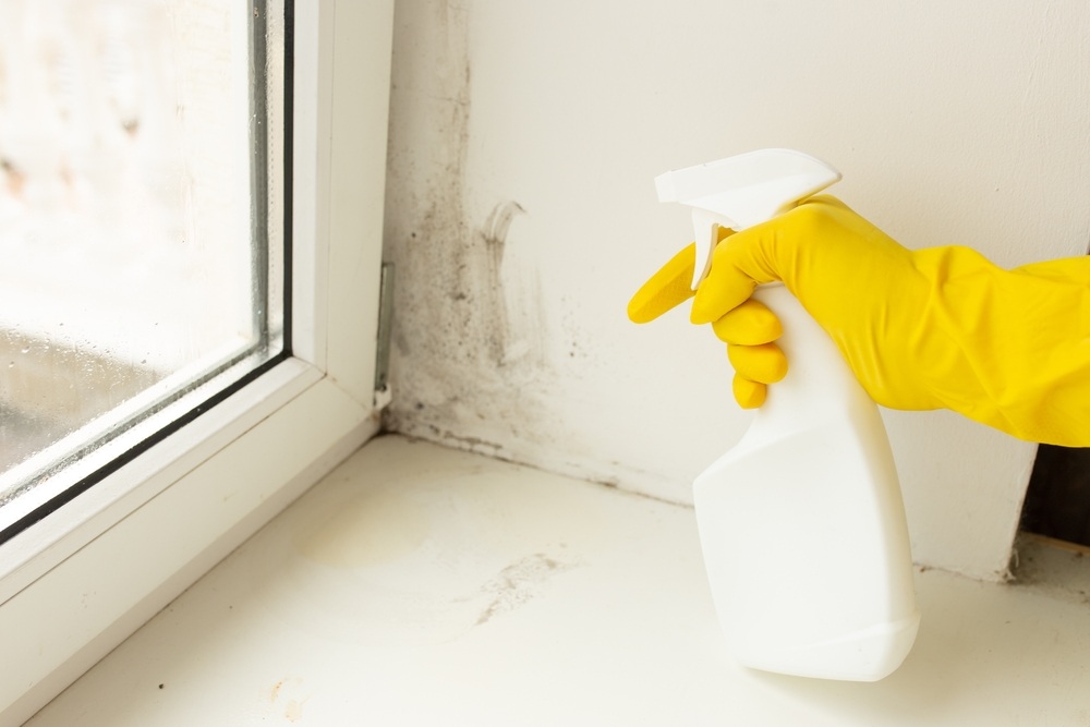  Is Mold Remediation Really Necessary?
