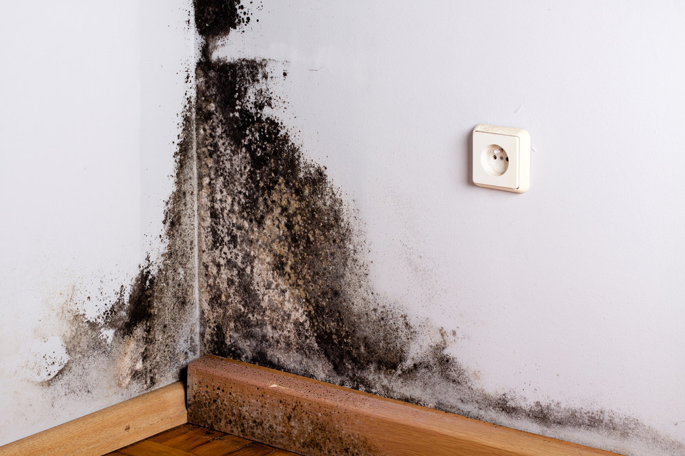Mold in Your Home? The Silent Health Risk You Can’t Ignore