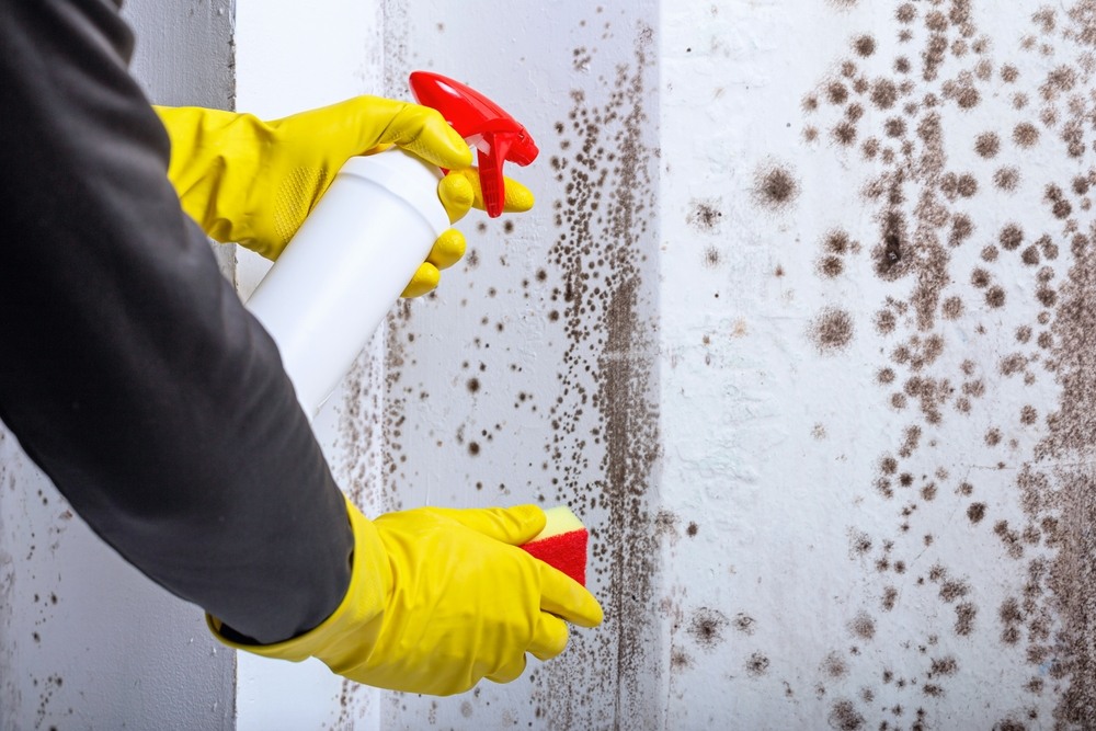  Why Professional Mold Remediation Is Essential After Water Damage Events