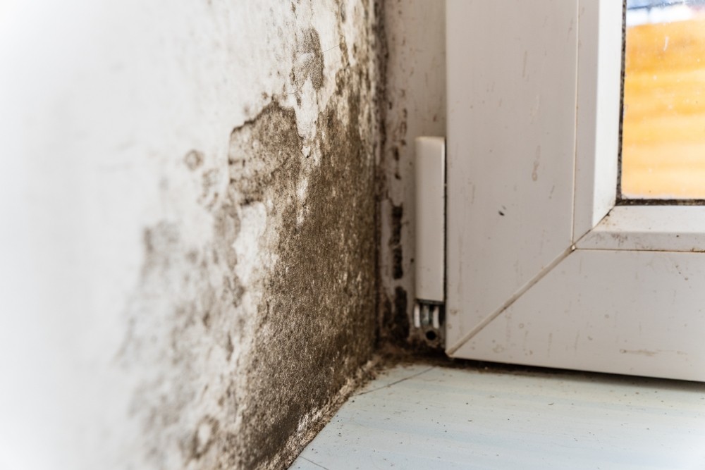 The Impact of Delayed Mold Inspection on Indoor Air Quality and Property Health