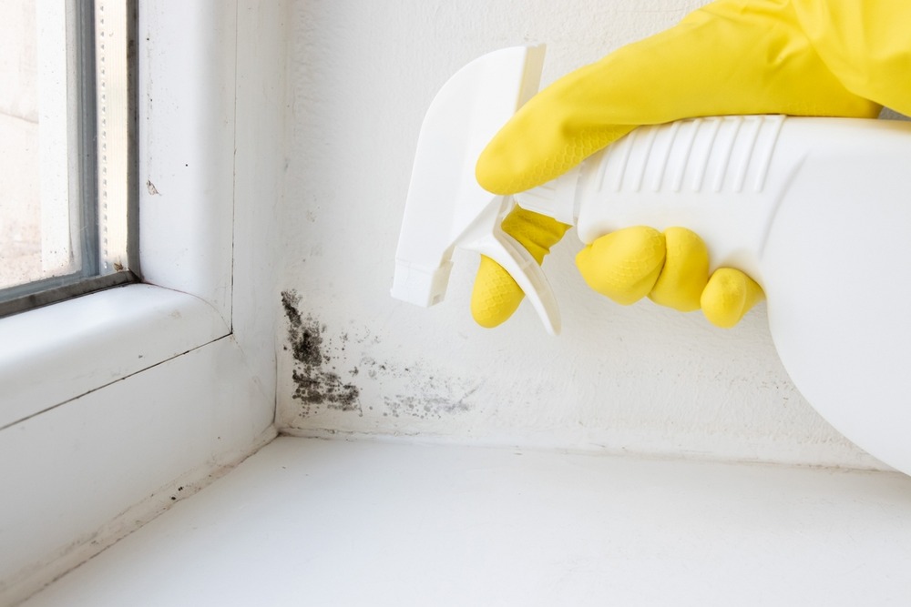 The Importance of Professional Mold Removal After Long-Term Moisture Exposure