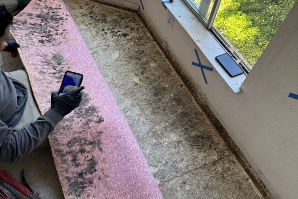 When Mold Clean Up Requires Removal of Damaged Materials